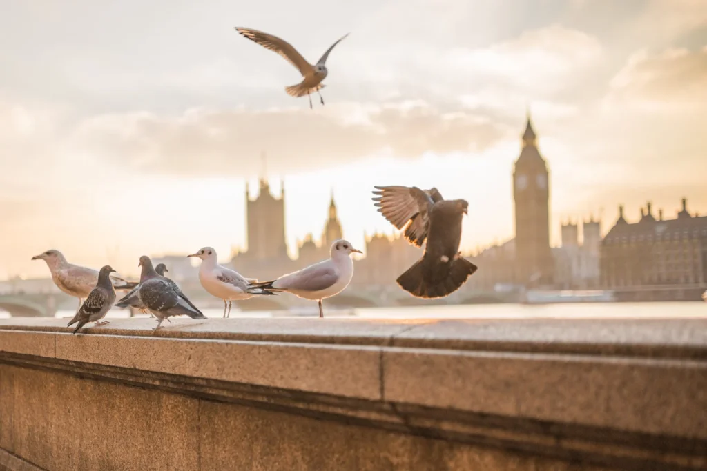 group of birds in London