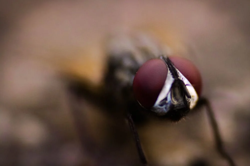 close up image of a fly