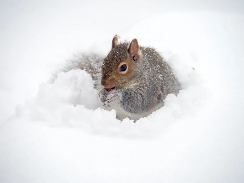 squirrel in snow