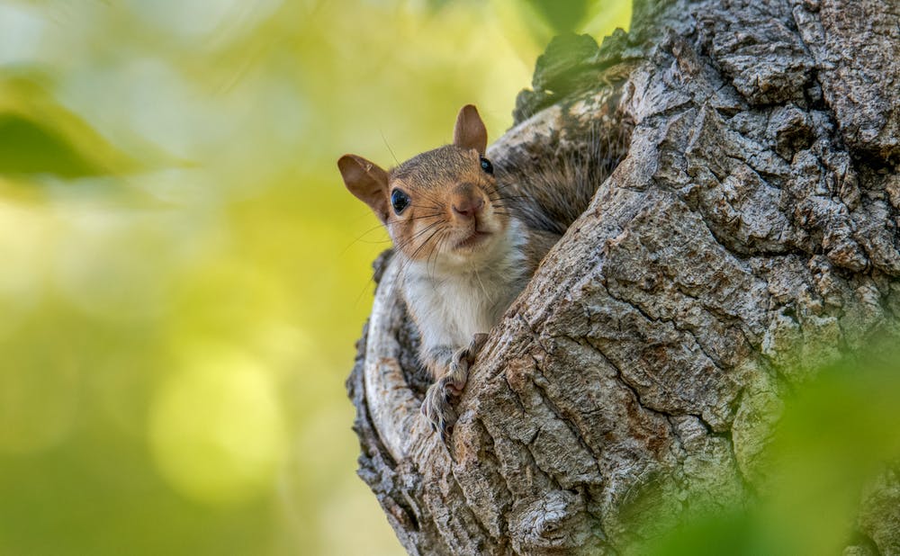 squirrel in tree