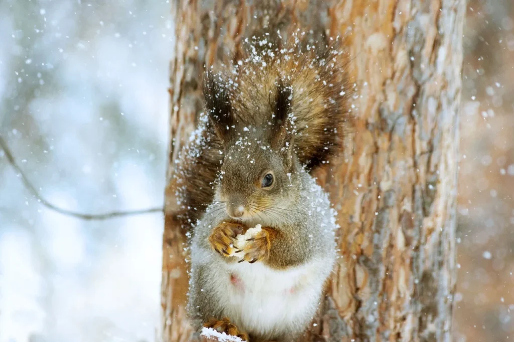 squirrel in winter tree