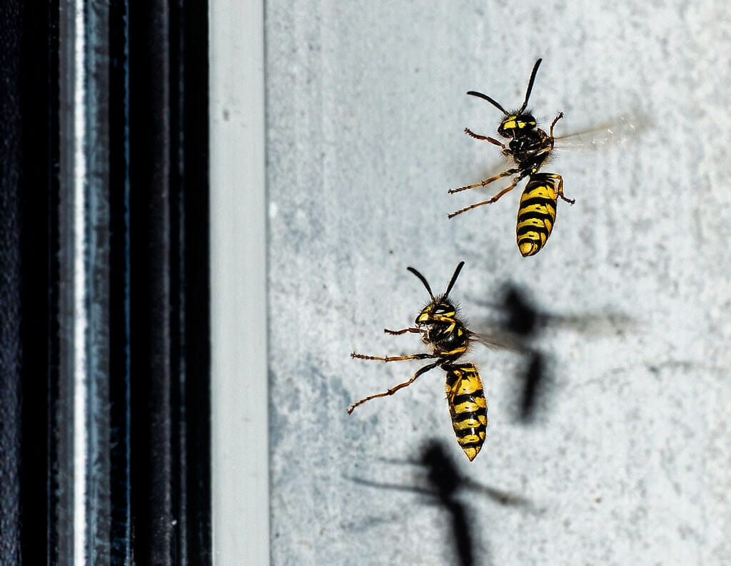 wasps on kitchen window