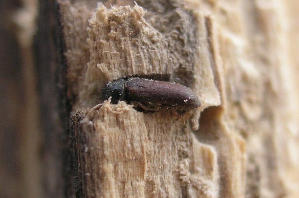 woodworm in timber