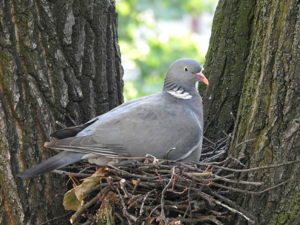 pigeon nesting in a tree