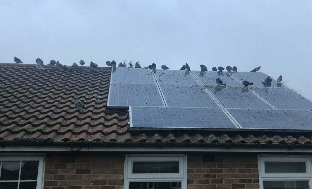 birds nesting under solar panels during bird nest season