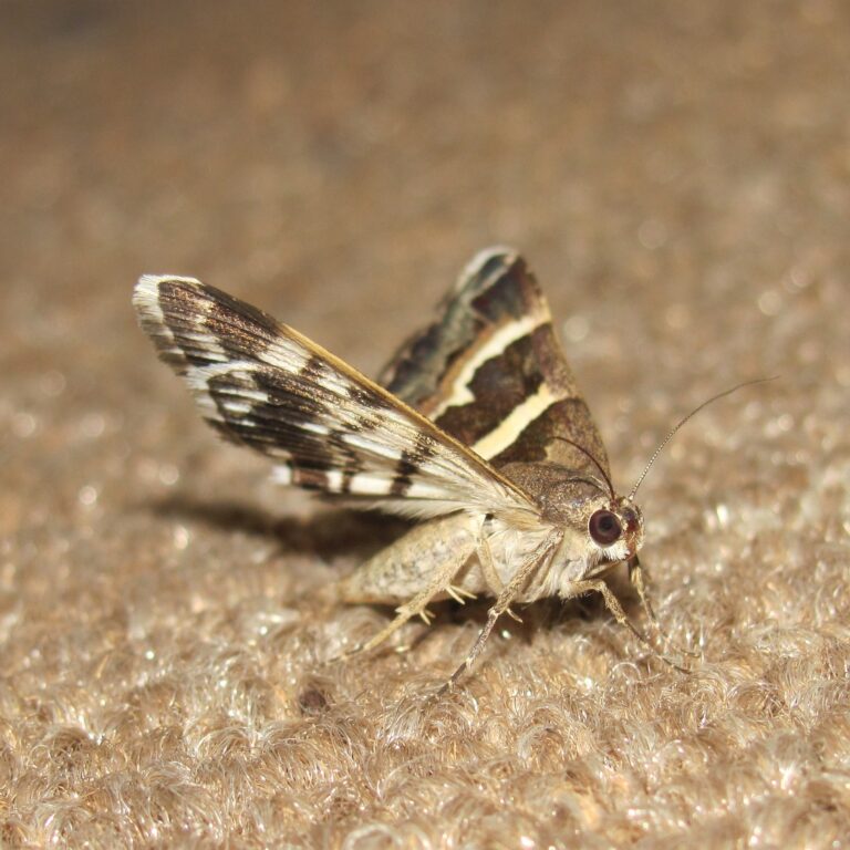 Clothes Moth pest control by Integrum