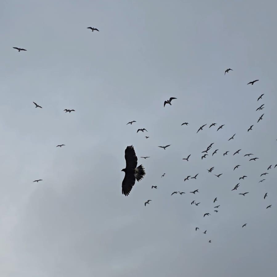 A bird of prey in flight with other birds behind it