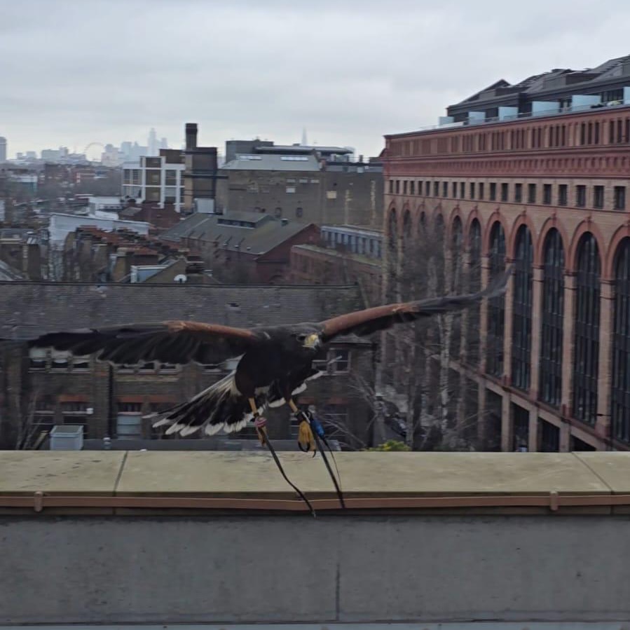 Harris Hawk in flight