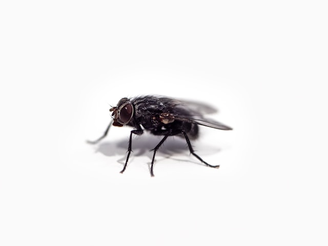 A fly on white background