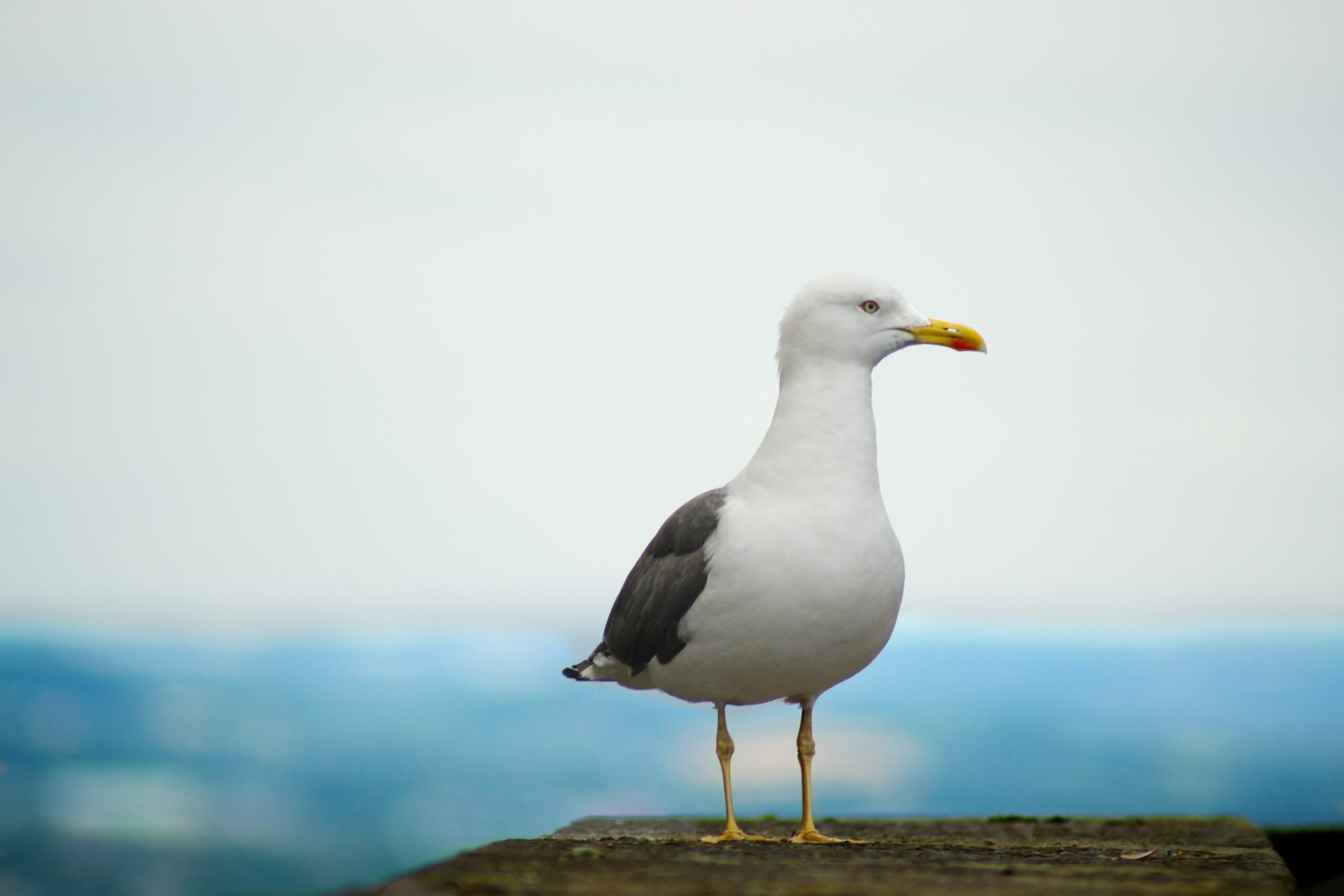 Seagull Control by Integrum