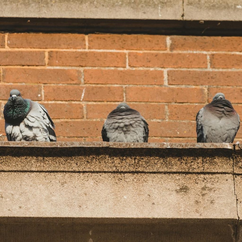 Pigeons perched on a ledge