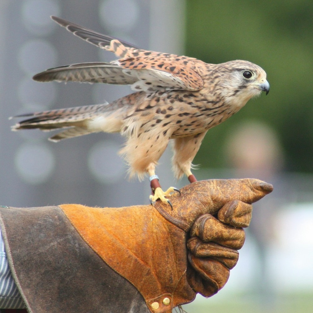 A hawk on a gloved hand