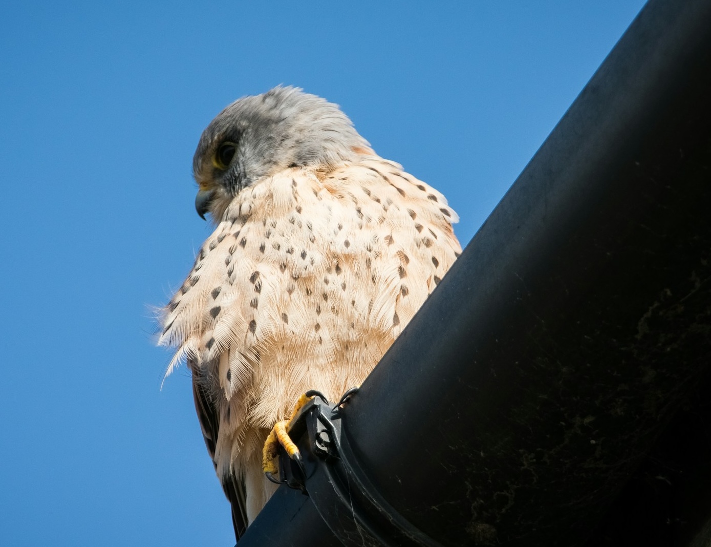 A merlin sitting on a gutter
